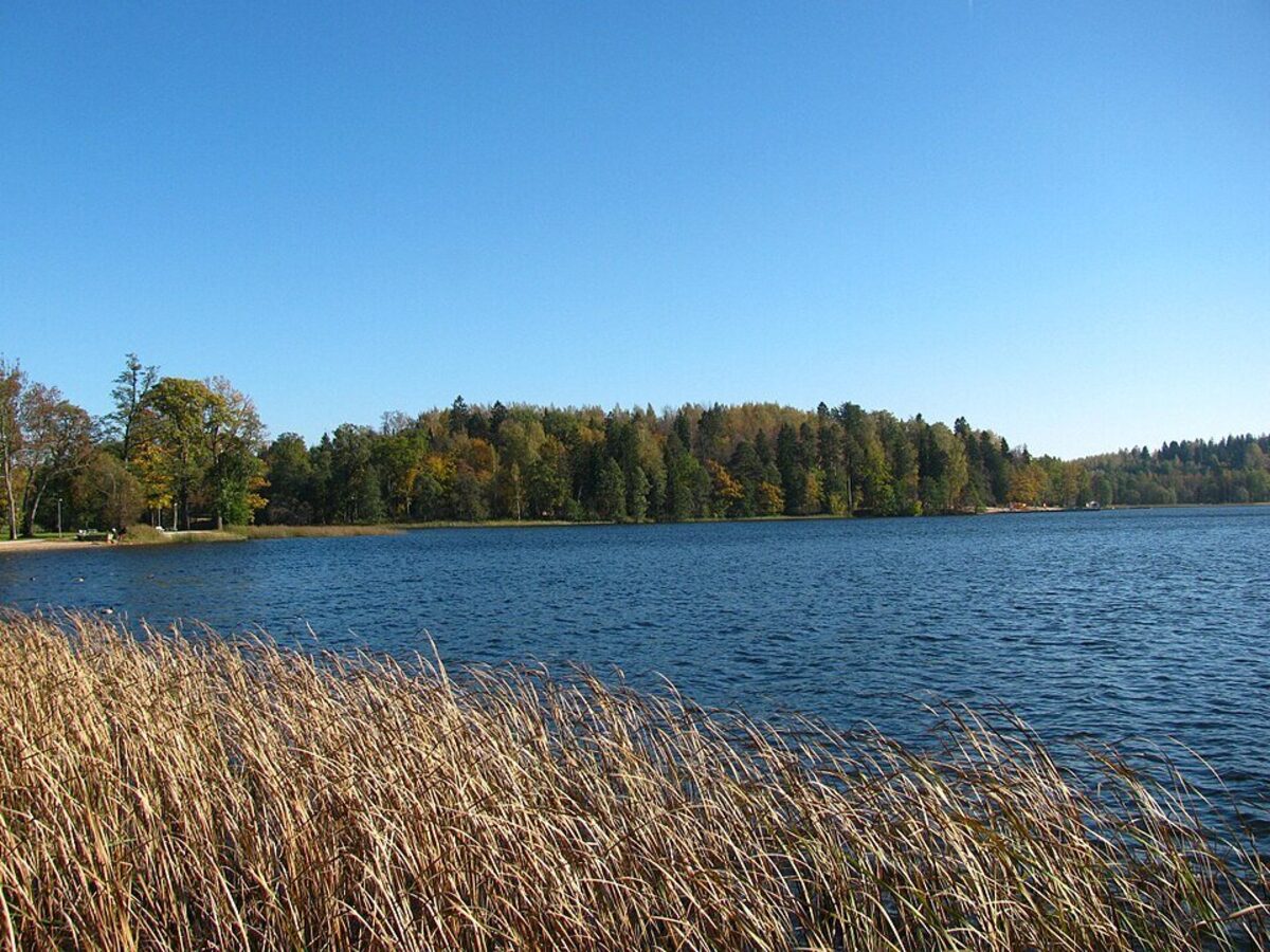 Golfkenttä metsän reunassa